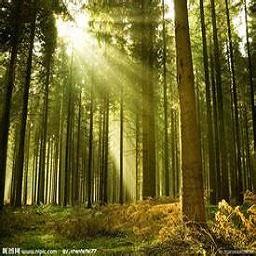 坠机于诡异森林-4.1 - Warcraft 3: Mini map