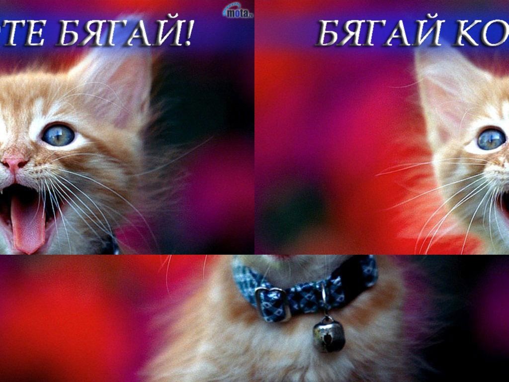 Bqgai Kote Bqgai! - Warcraft 3: Custom Map avatar