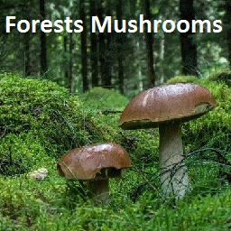 Forests Mushrooms v1.08 - Warcraft 3: Custom Map avatar