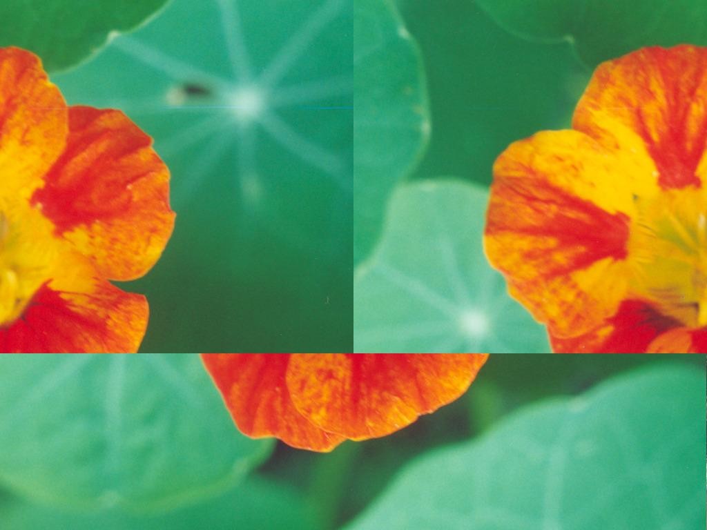 Merry swamp. - Warcraft 3: Custom Map avatar