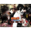 Naruto Shippuden Shinobi - New War Warcraft 3: Map image