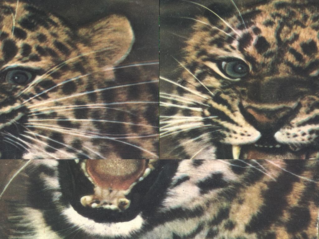 Orange canyon. - Warcraft 3: Custom Map avatar