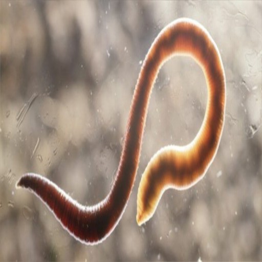 Parasite / Паразит - Warcraft 3: Custom Map avatar