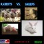 Rabbits vs Sheeps Warcraft 3: Map image