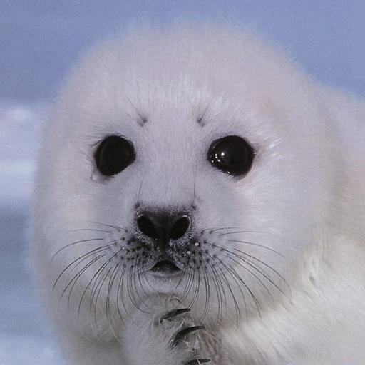 Seal Massacre v0.1o - Warcraft 3: Custom Map avatar