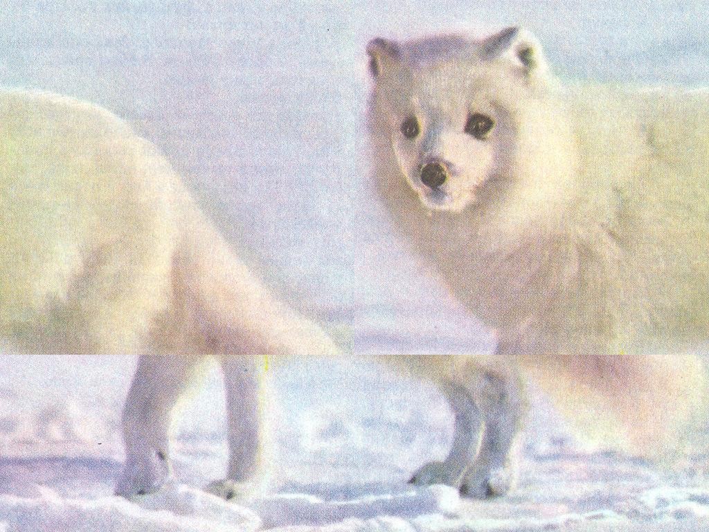 Town. - Warcraft 3: Custom Map avatar